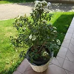 Marinella 4*